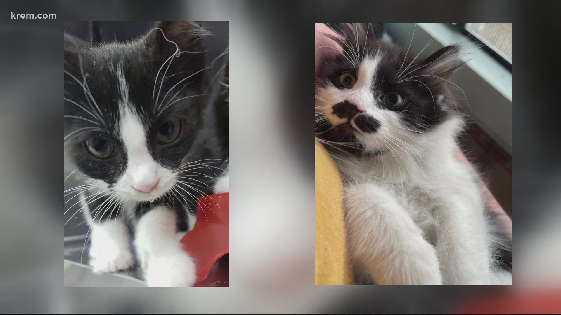 Meet this week's Pick of the Litter, two kittens named Sanchez and Reba McEntire on KREM 2 News at Noon on May 4, 2021