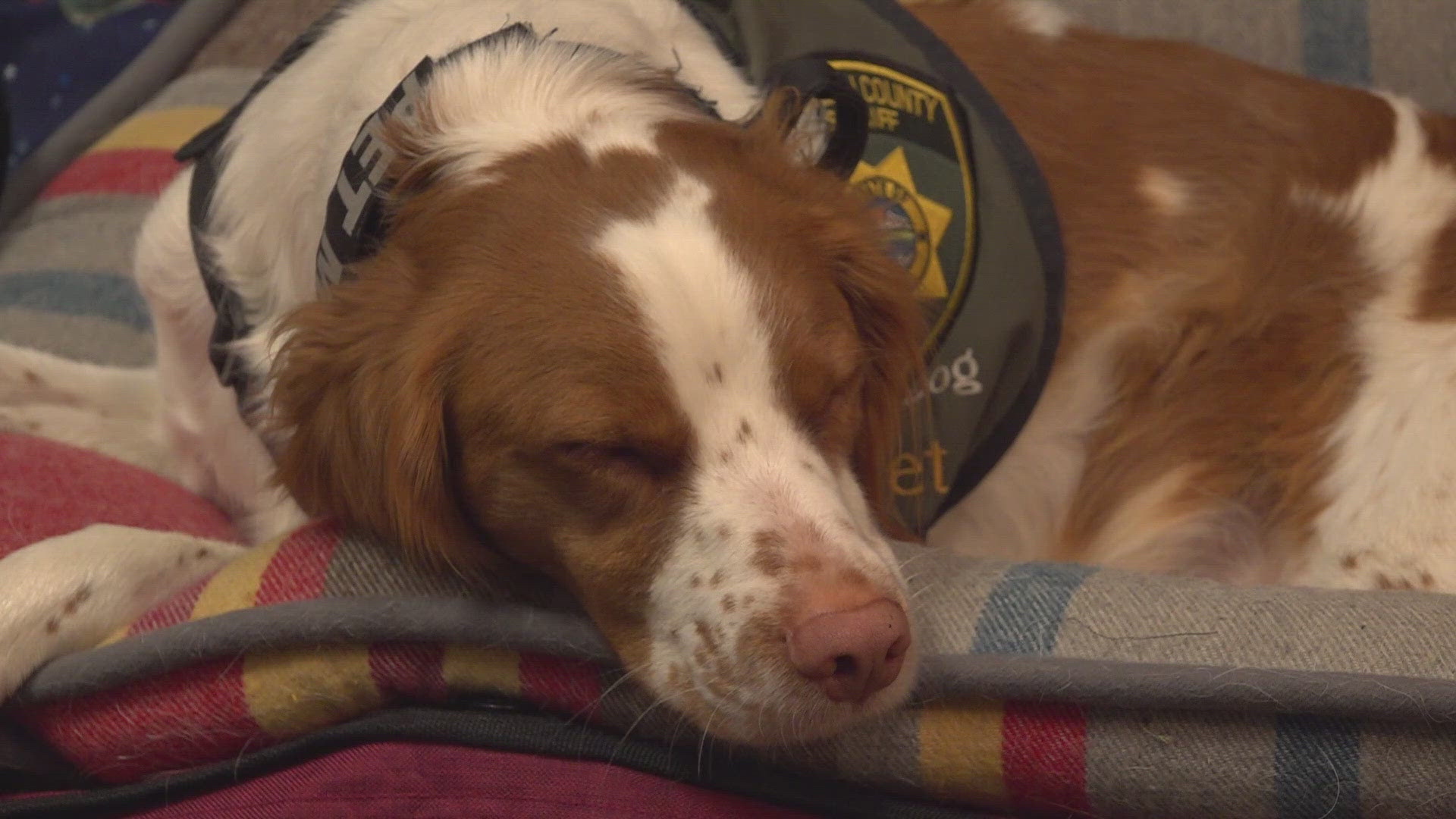 Rocket, Kootenai County's therapy dog, supports first responders and families during crises. Now, he's up for a national therapy dog award.