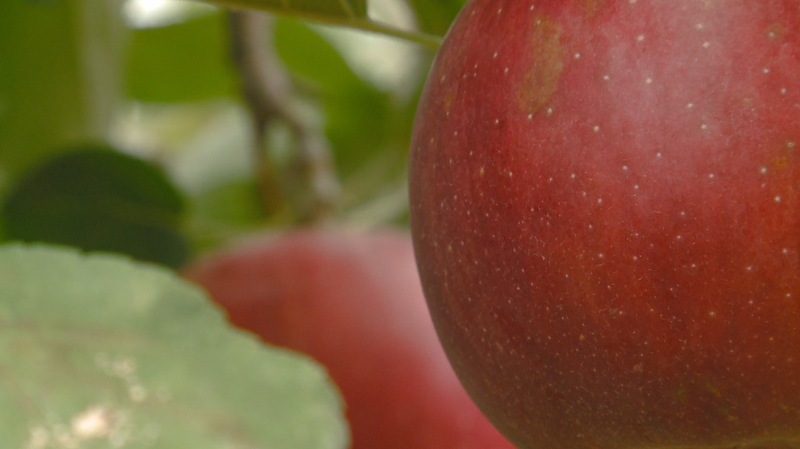 WSU's Cosmic Crisp® joins top 10 bestselling U.S. apple varieties, WSU  Insider