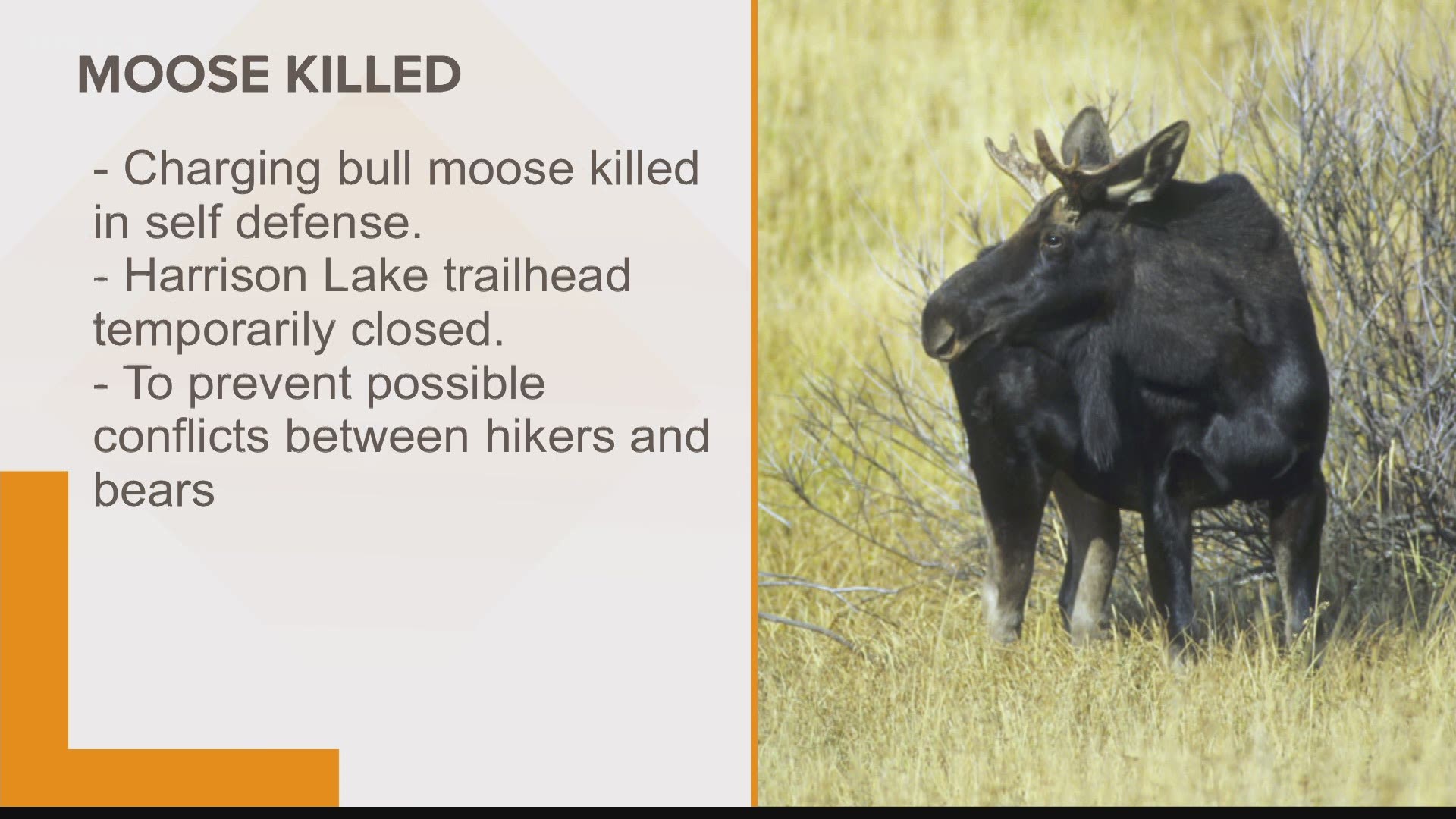 Hiker shoots and kills moose in Idaho