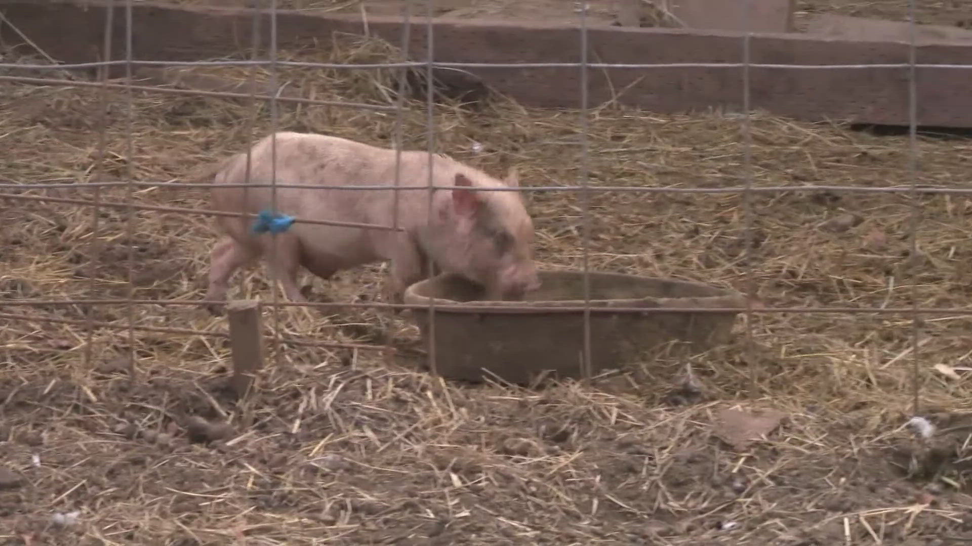 A pig at an Oregon farm was found to have bird flu. It’s the first time the virus has been detected in U.S. swine and raises concerns about the threat to humans. 