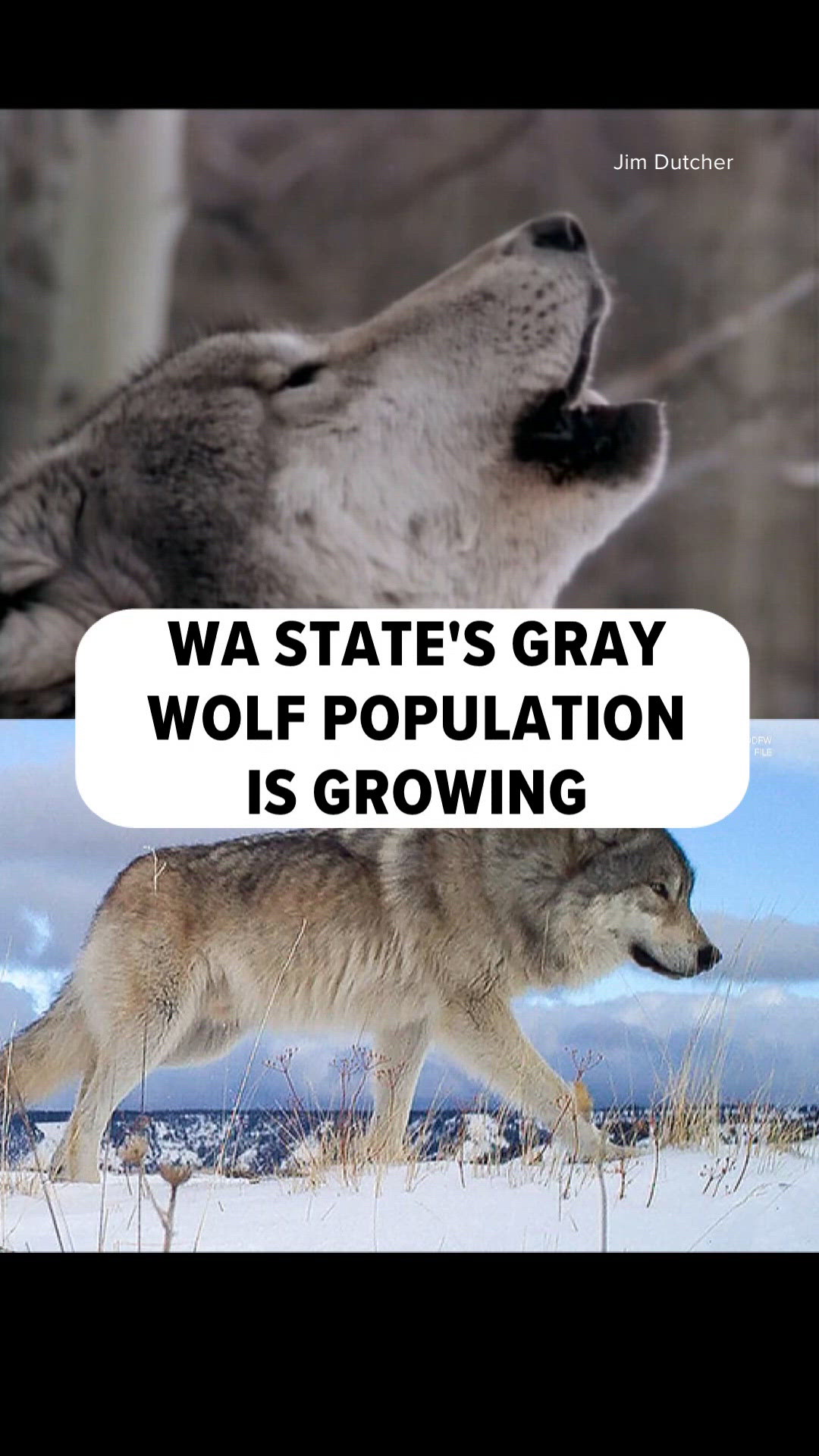 Wolves Growing Gray Wolf Population Growing in WA | krem.com