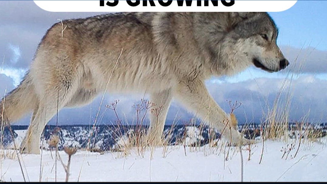 Wolves Growing Gray Wolf Population Growing in WA | krem.com