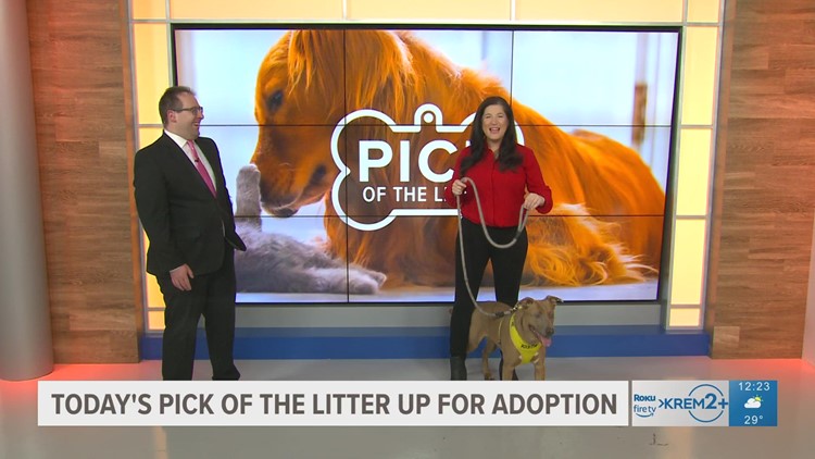 Meet Rosie! This week's Pick of the Litter