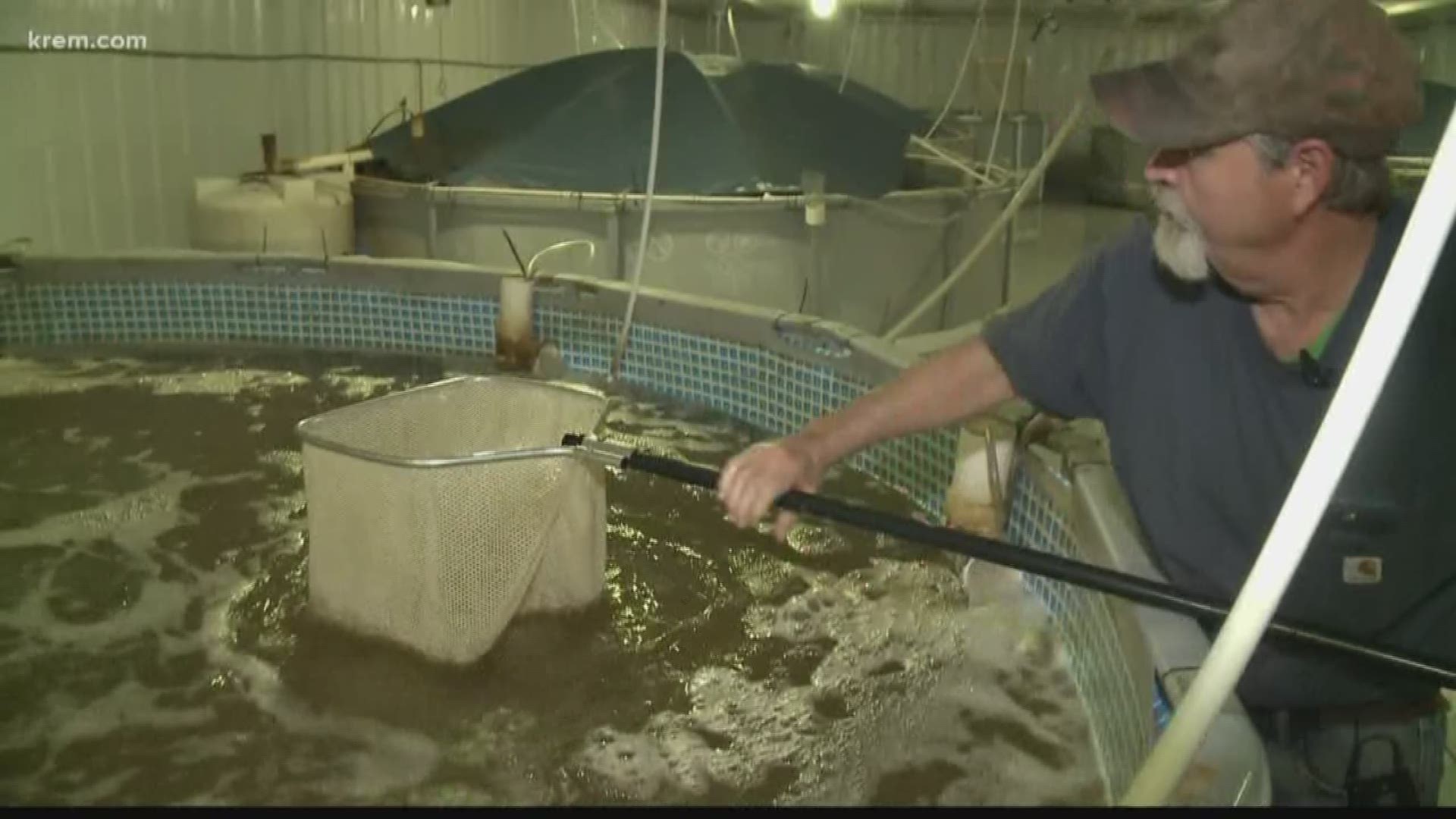 Idaho's only shrimp farm is on the Palouse