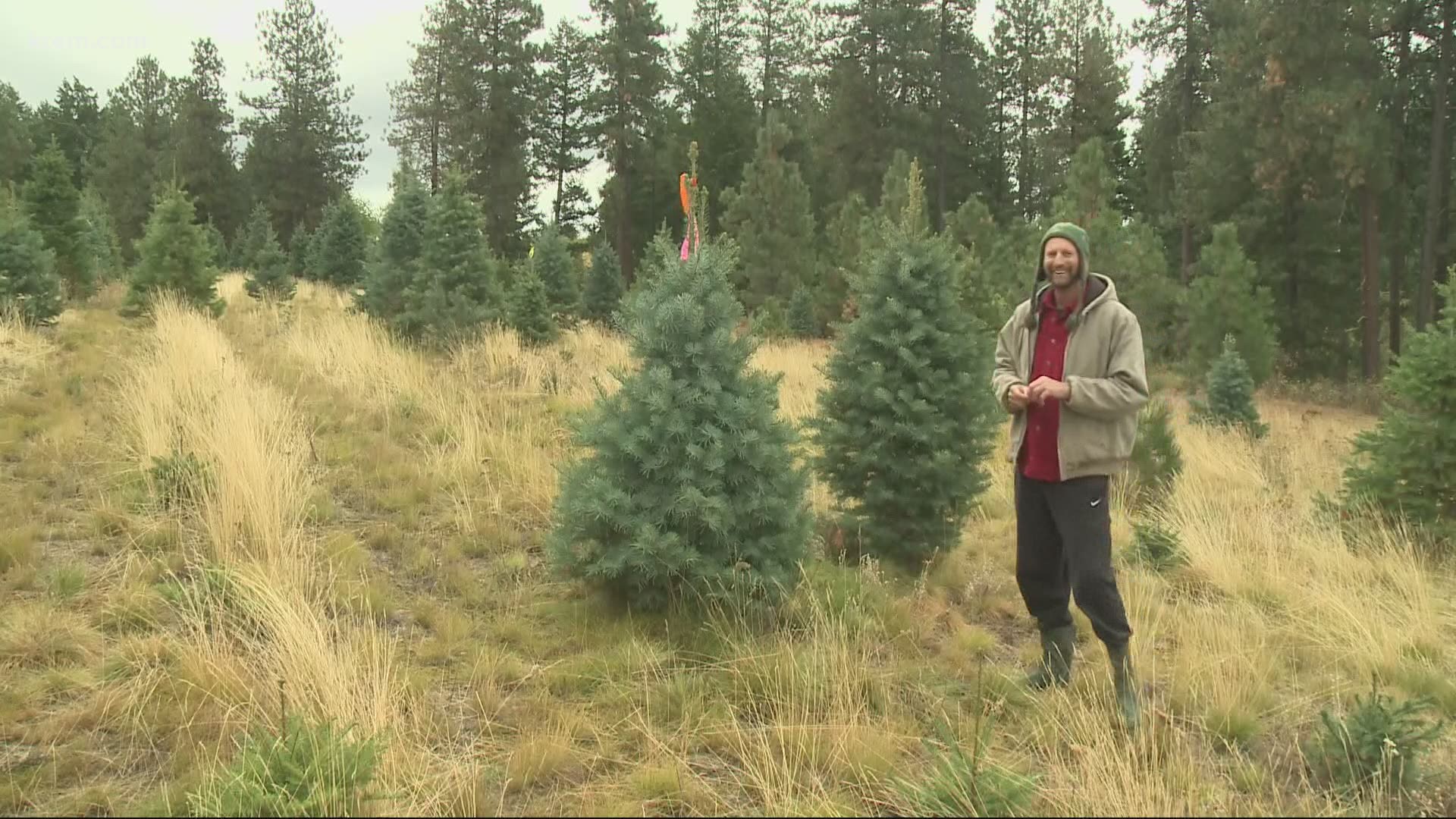 Green Bluff Christmas tree farm changes tradition, opens early