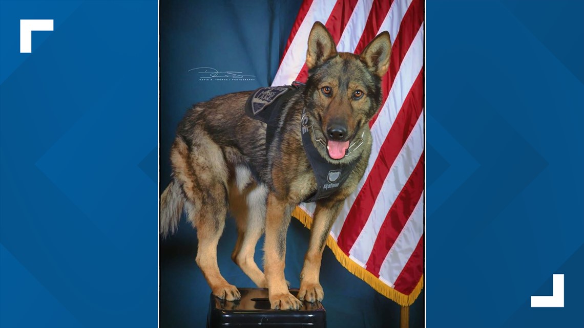 Moses Lake police K-9 released from hospital after losing eye in ...