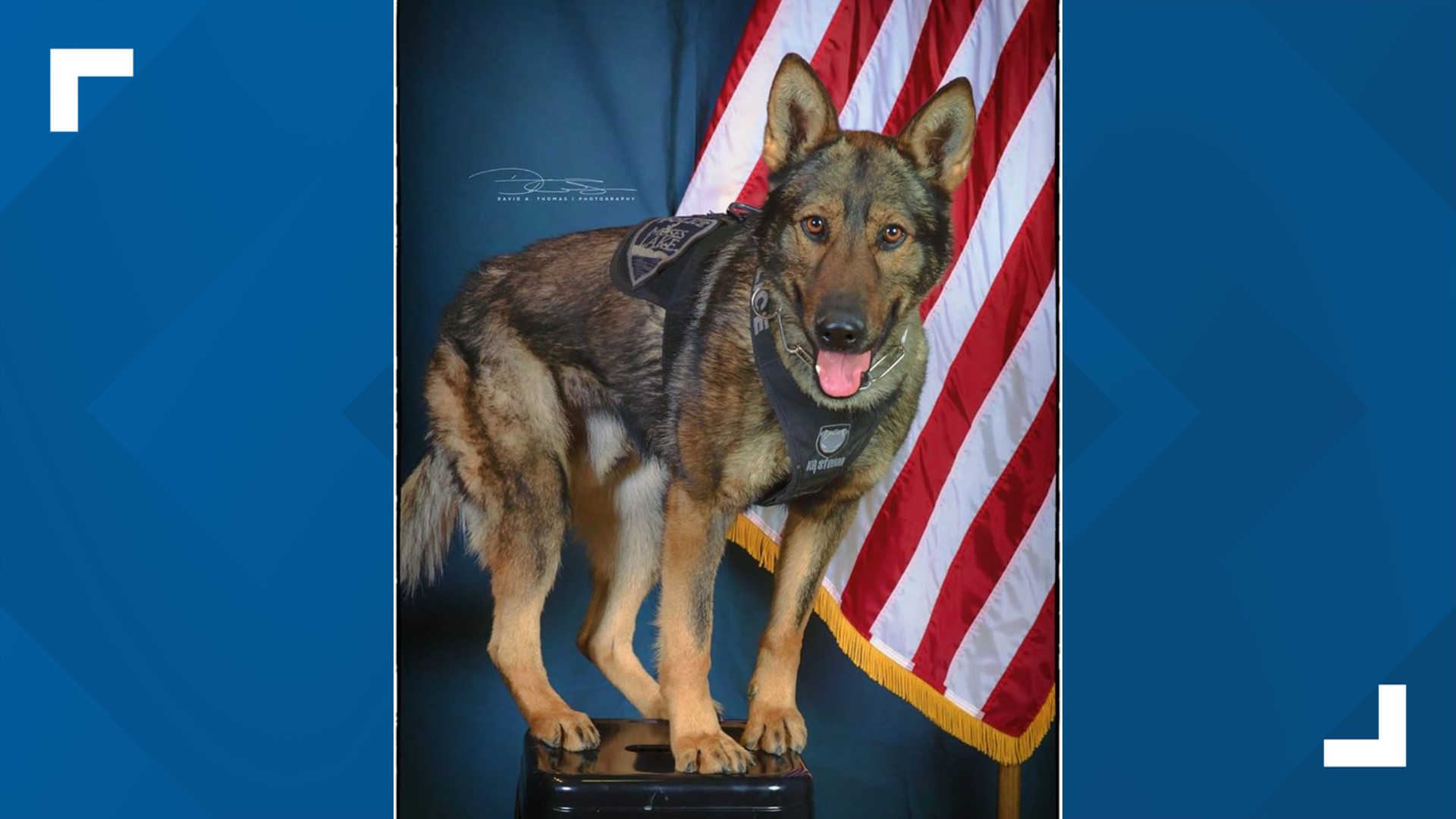 Moses Lake police K-9 released from hospital after losing eye in ...