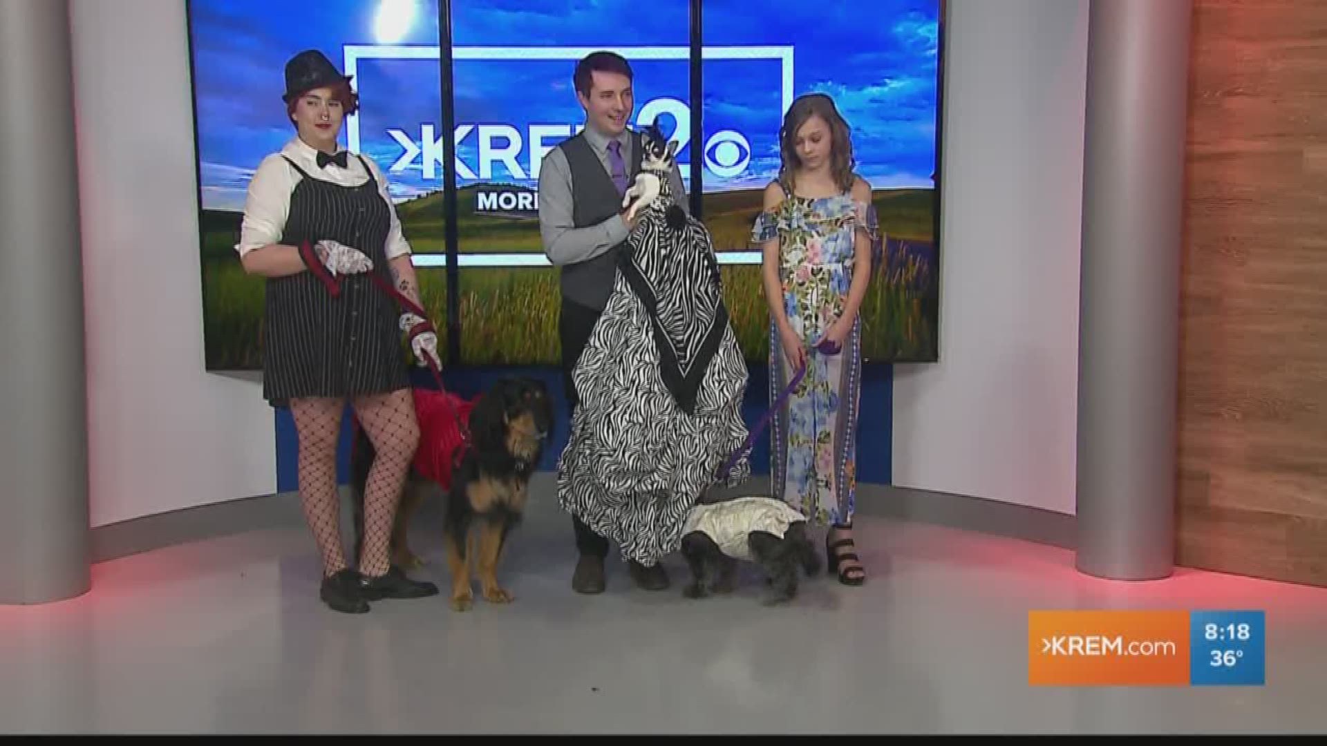 Wendy Jordan sits down with KREM's Taylor Viydo and Jen York to talk about the upcoming fashion show and benefit for the Spokane Humane Society.