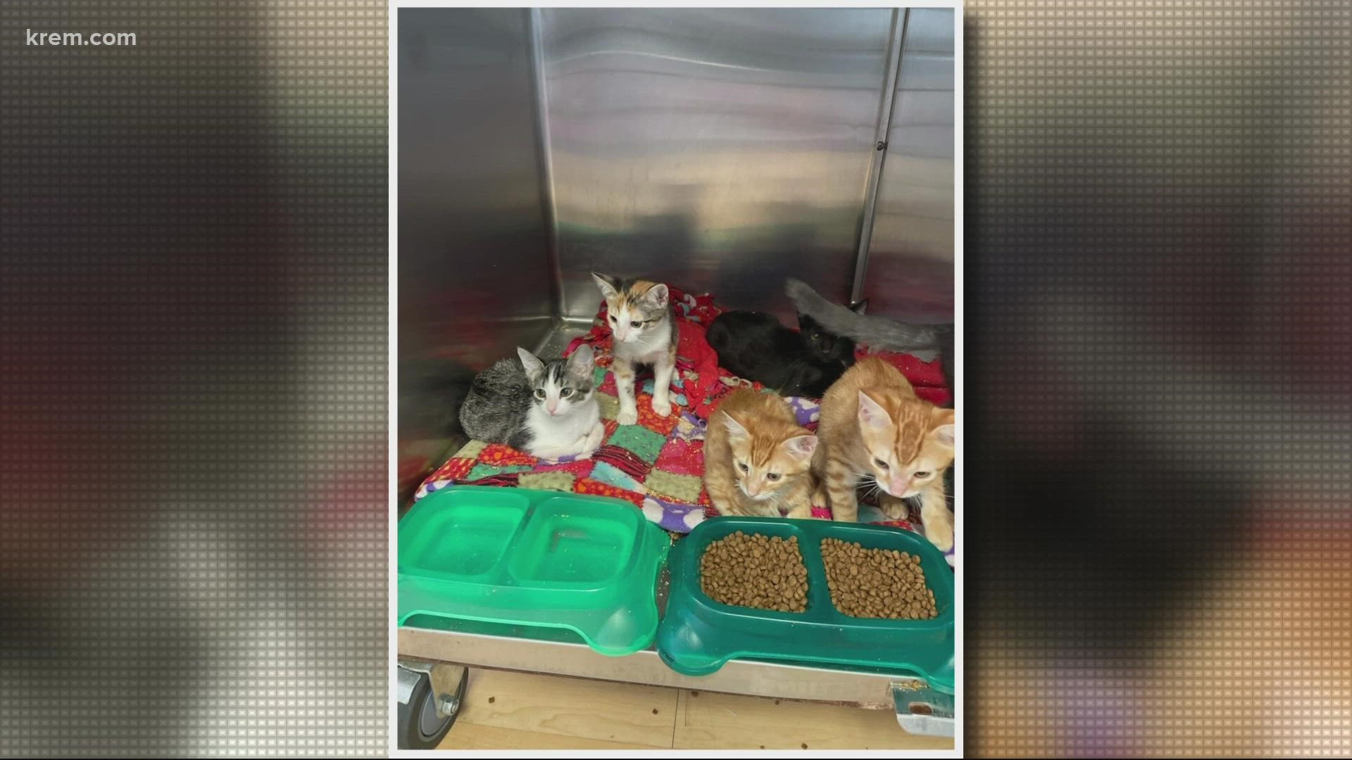 All of the kittens are available for adoption at Spokanimal.