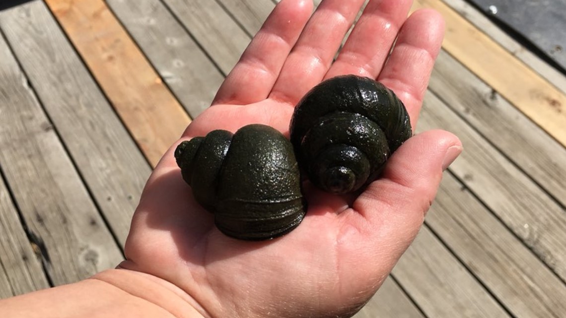 North Idaho park uses free ice cream to battle invasive snails