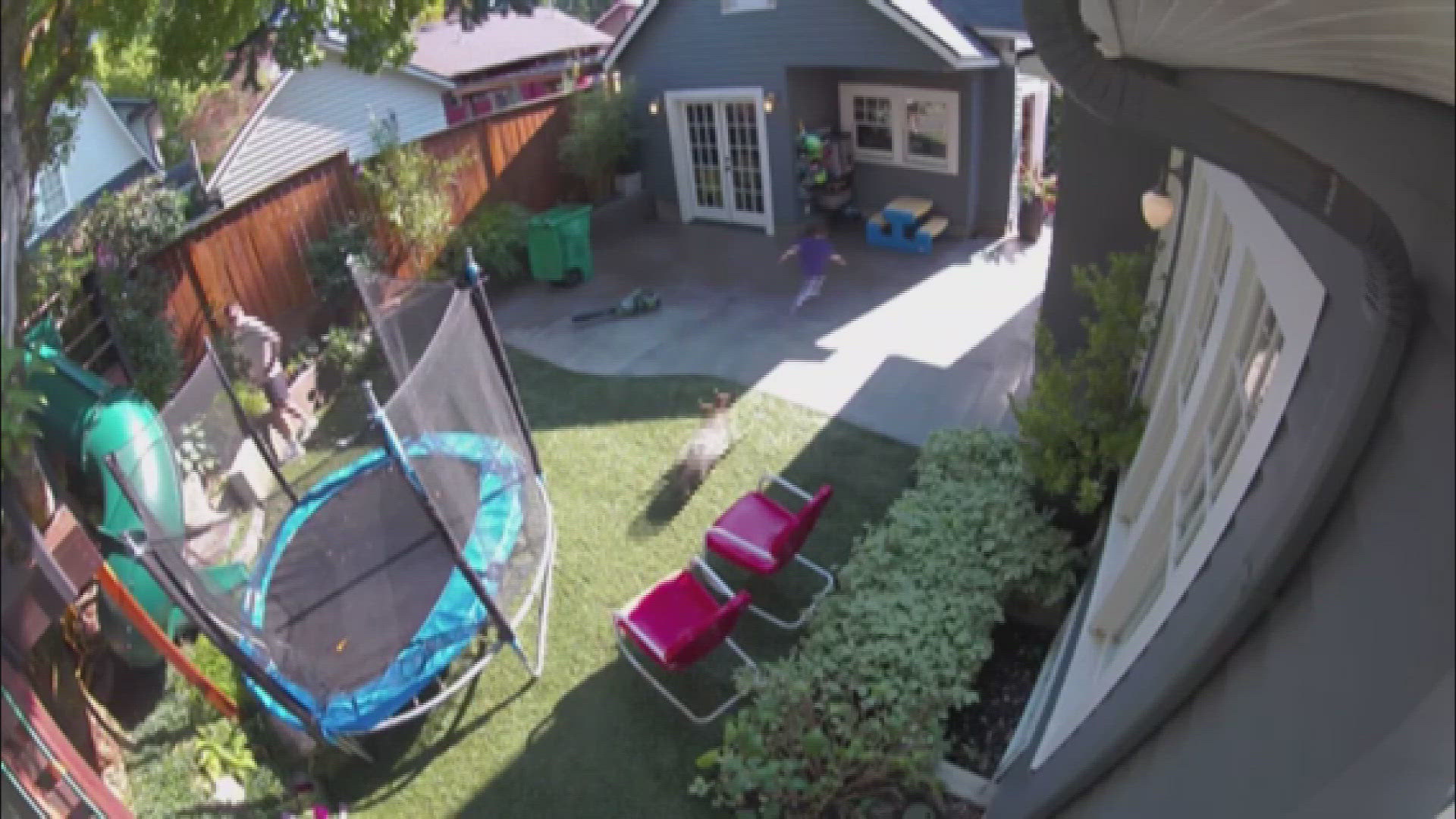 This video out of Northeast Portland shows a little girl being briefly chased by a coyote in her backyard.