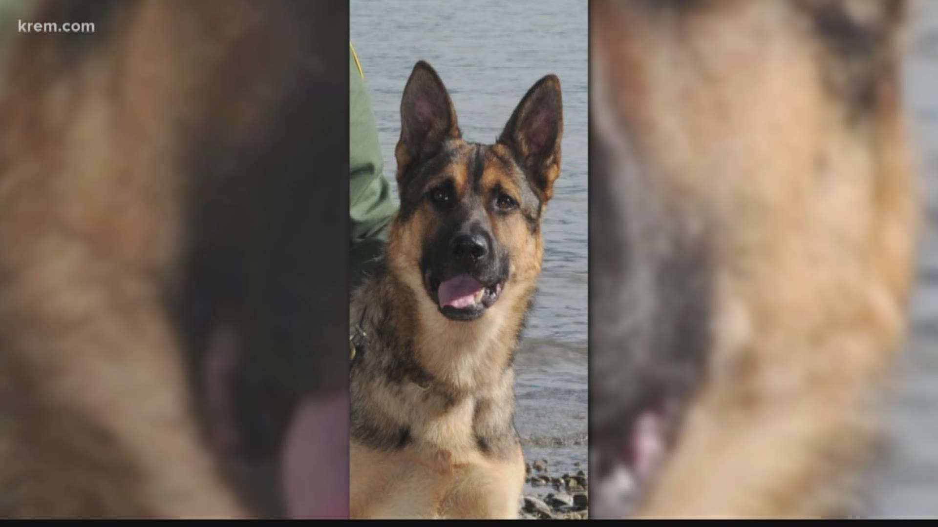 A U.S. Border Patrol agent's car slid on black ice near Colville, leaving him with multiple injuries and killing his K-9 agent.