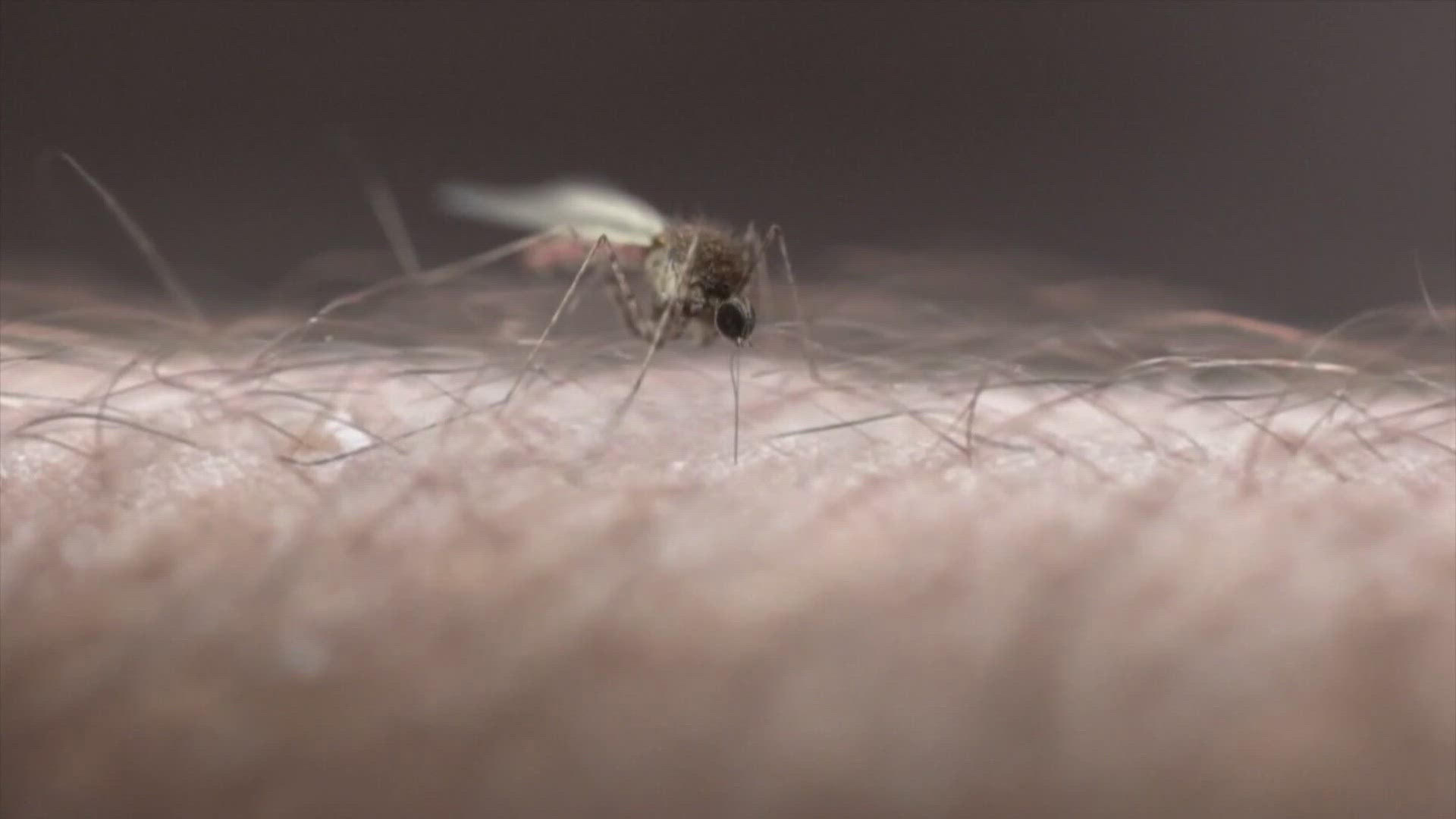 A woman in Pierce County who has not recently traveled was diagnosed with the disease on Saturday. 