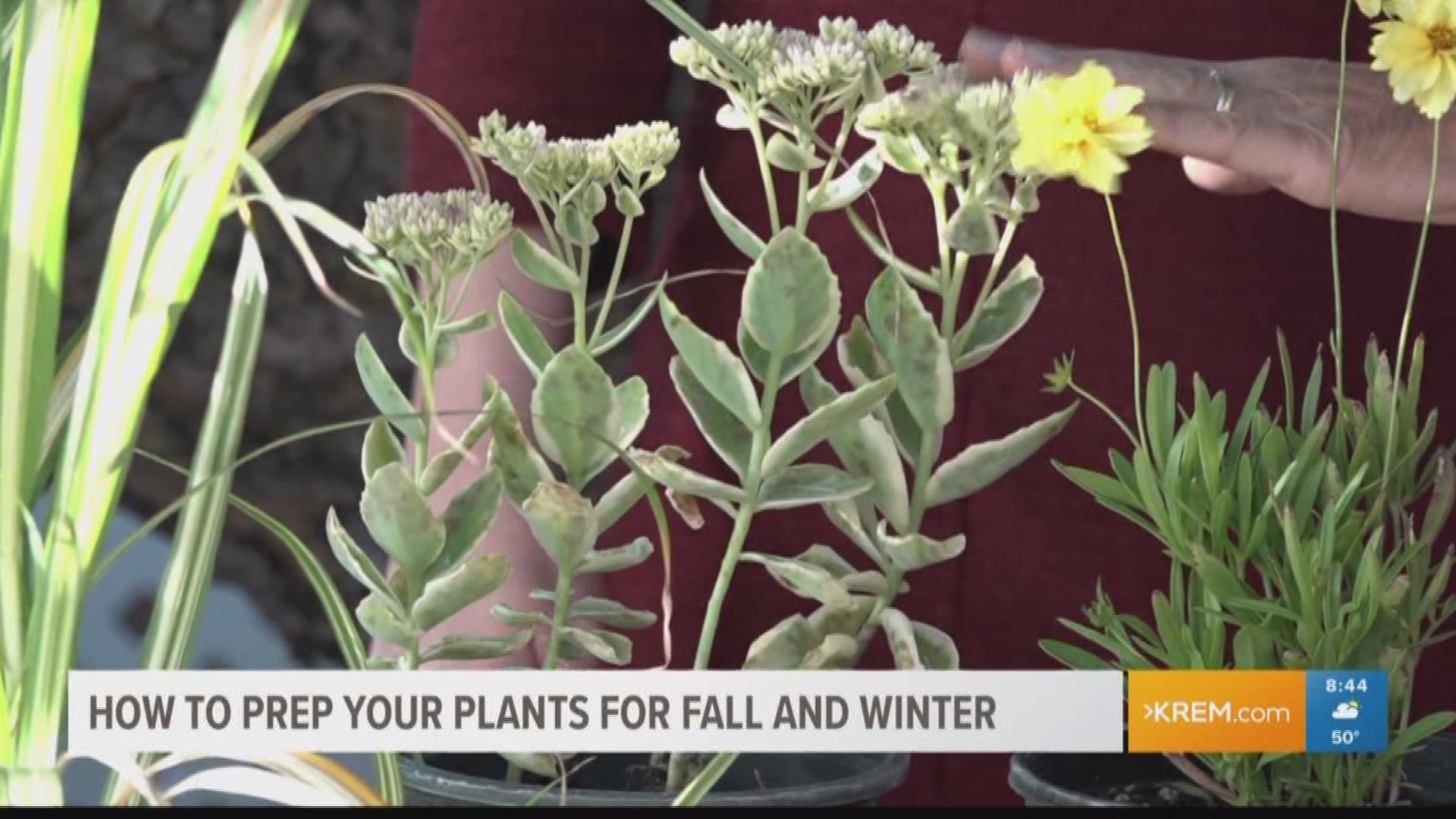 The Friends of Manito stop by the KREM 2 studio to show us how gardeners can transition from summer to fall and winter.