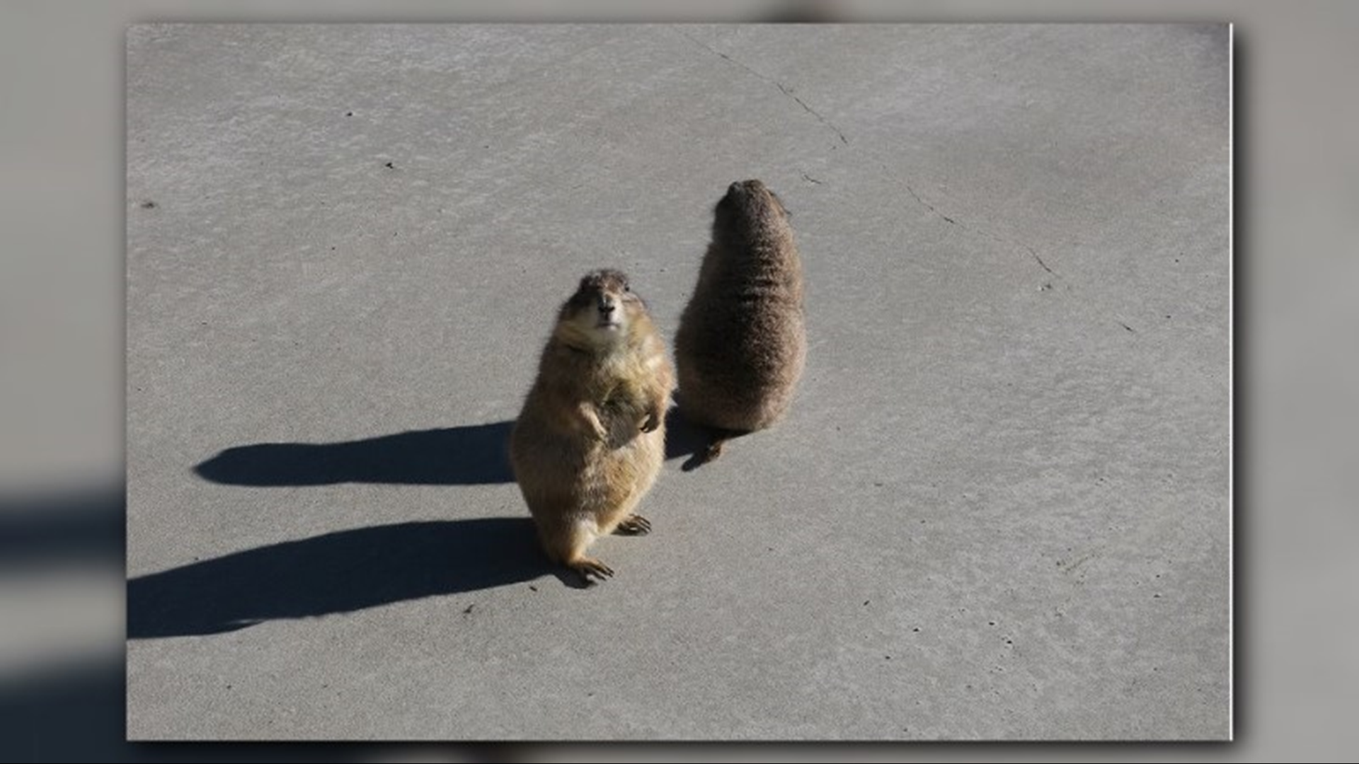 is a prairie dog a groundhog