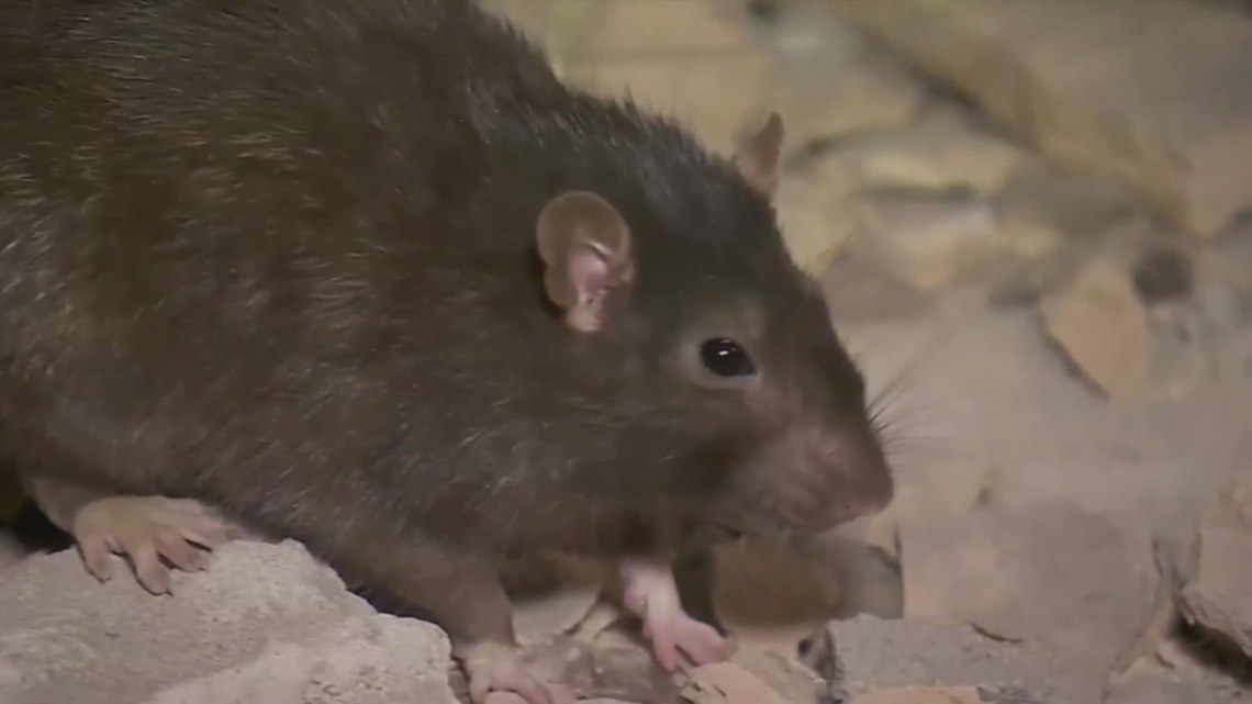 Rats emerging from Western Washington toilets amid flooding | krem.com