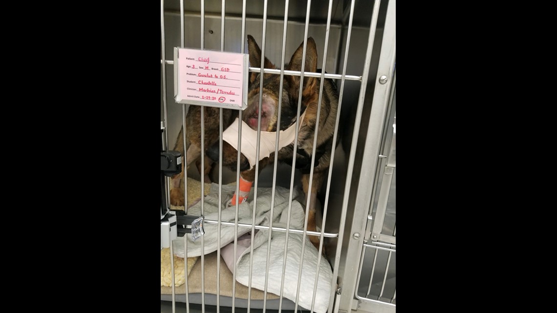 Moses Lake police K-9 released from hospital after losing eye in ...