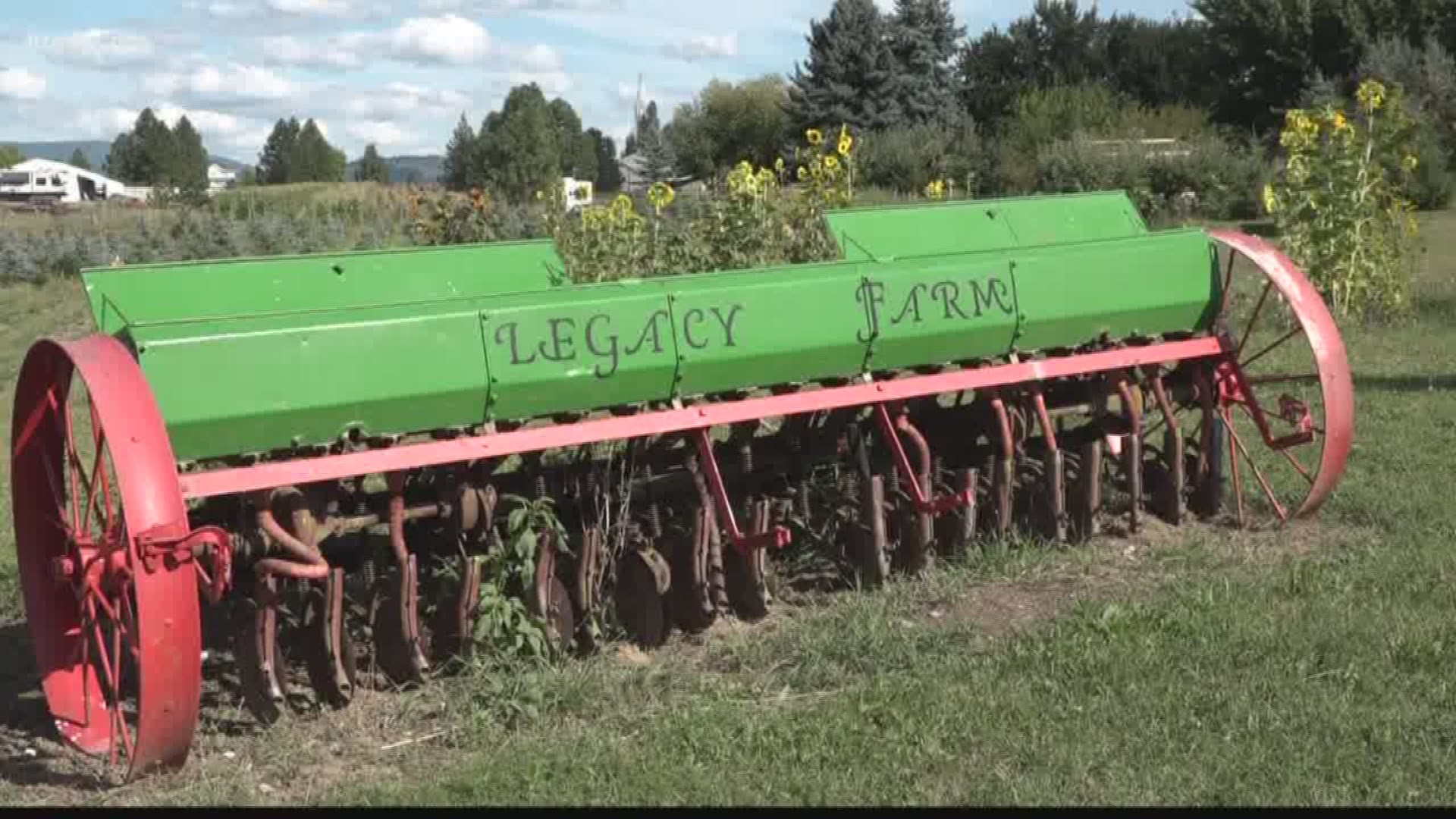 Legacy Christmas Tree Farm in Green Bluff plants 1,500 to 3,000 trees every year. Some of those won't be ready to harvest for another 10 years. KREM's Danamarie McNicholl gives us an inside look at the process.