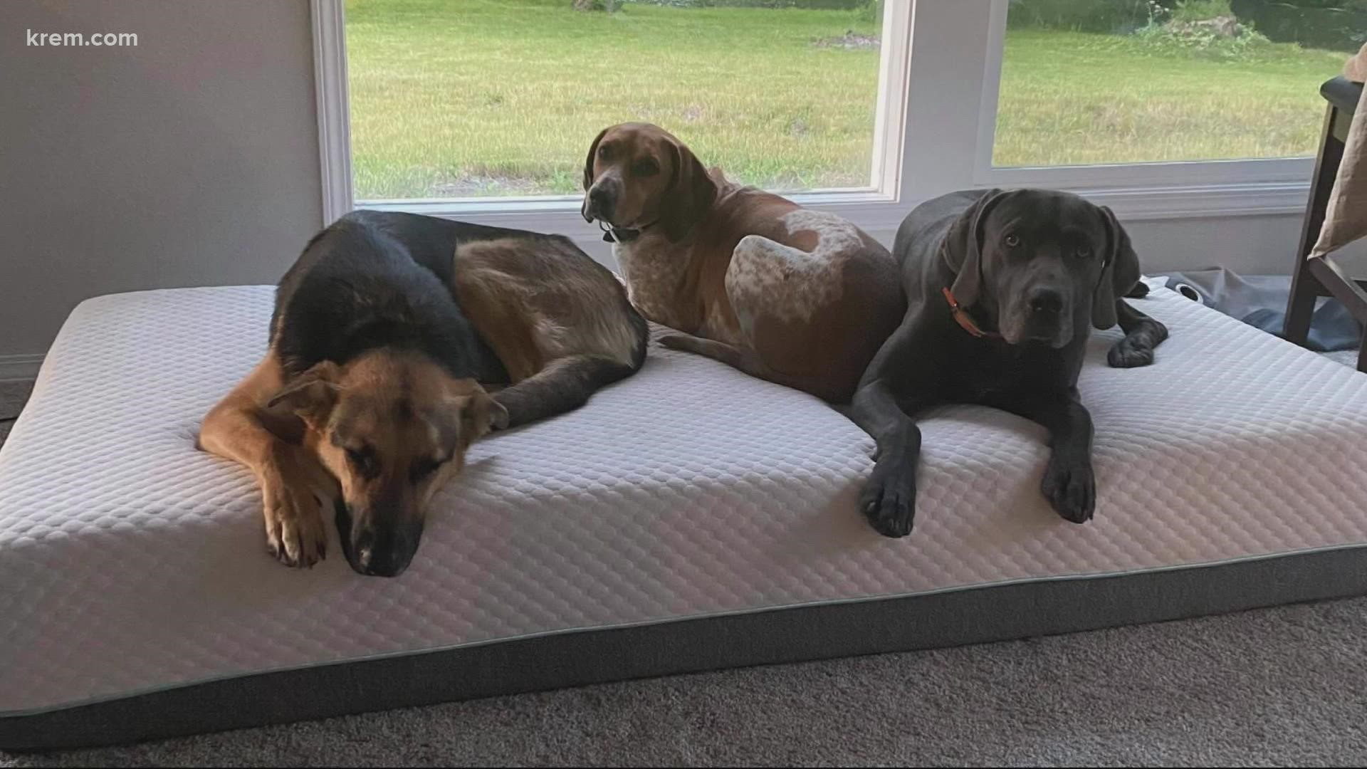 All three dogs died less than an hour after swimming in the river.