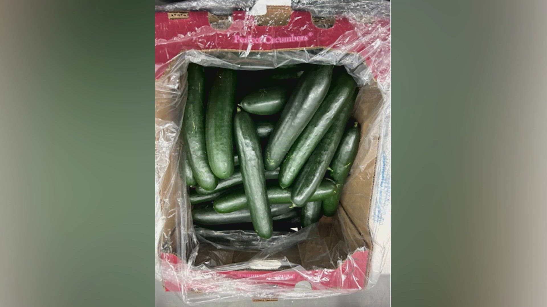 The cucumbers are being recalled due to a salmonella contamination.