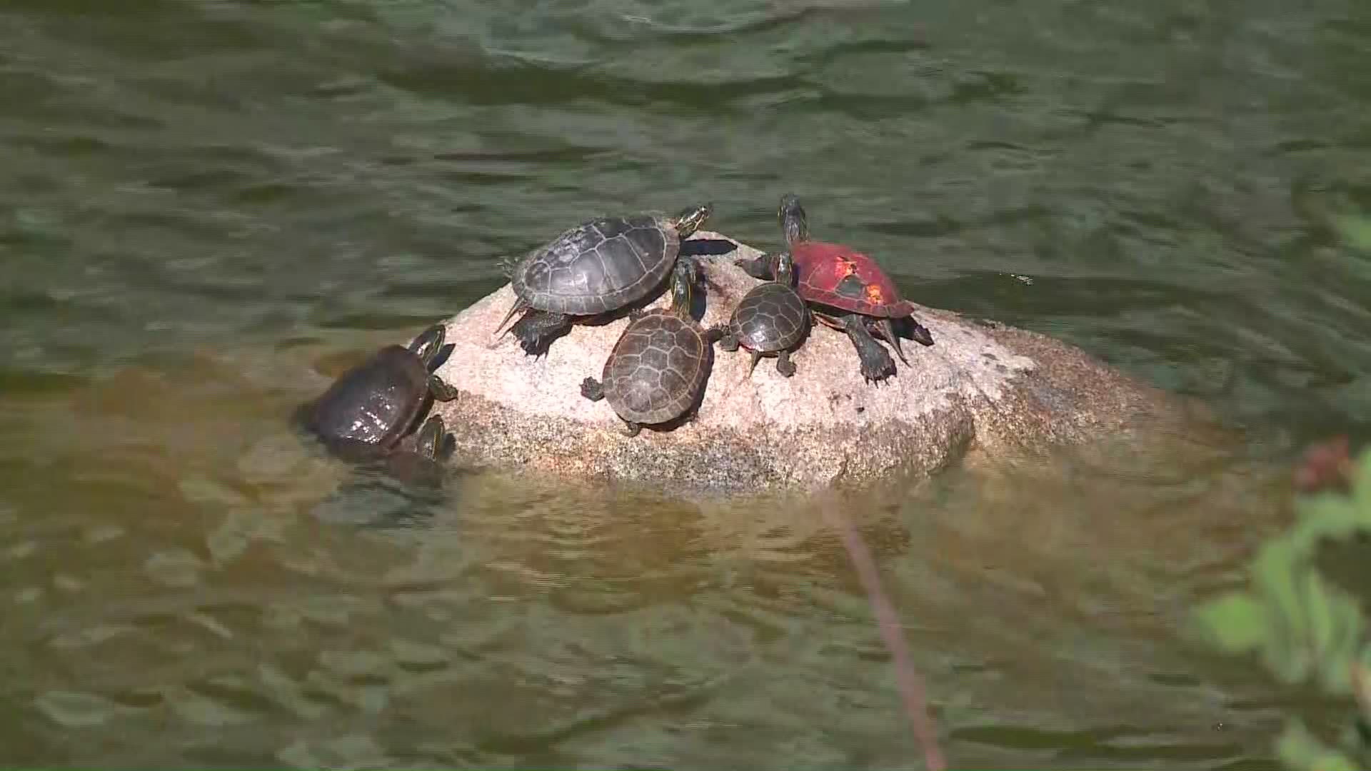 Mirabeau Park turtles sunbathe on rock