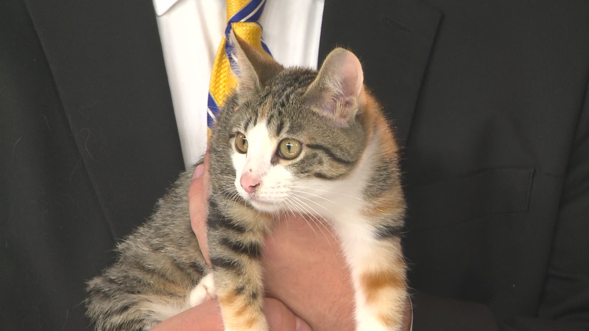 Meet Valentina, a nearly 3-month-old Torbie kitten available for adoption at the PetSmart on the South Hill in Spokane.