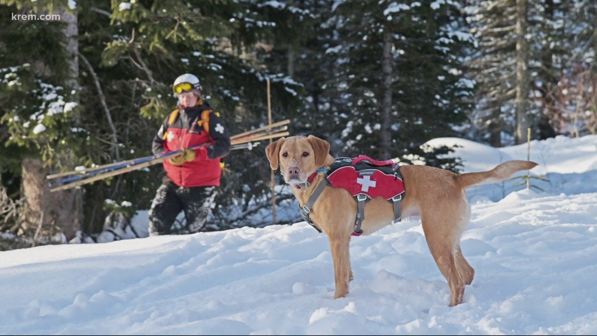 The dogs' primary job is to sniff people out of the snow so their handlers can dig those people out in the event of an avalanche at Schweitzer.