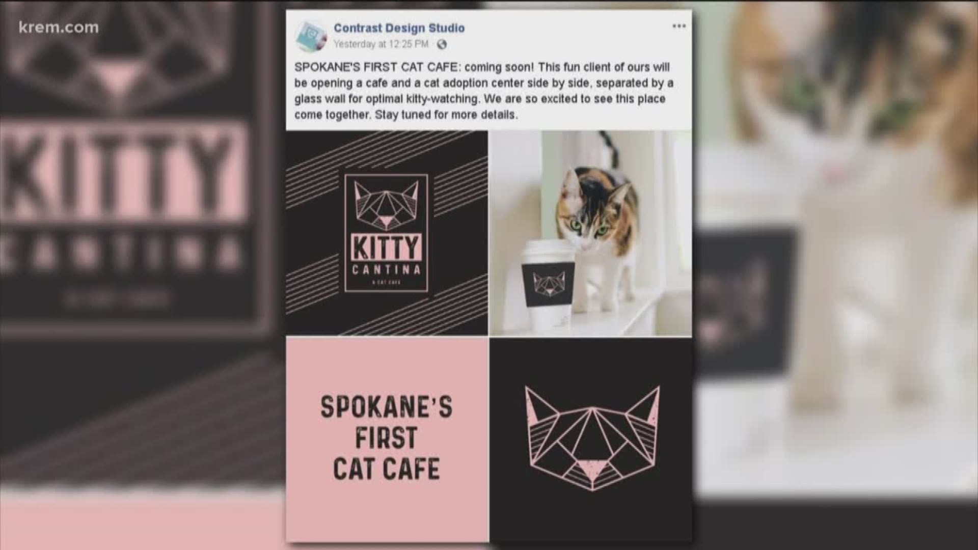 Heads up cat lovers -- there could be a cat cafe coming to Spokane! This post announcing Spokane's first cat cafe is getting a lot of attention. But the owner says there are still a few hurdles to get over before it's a sure thing.