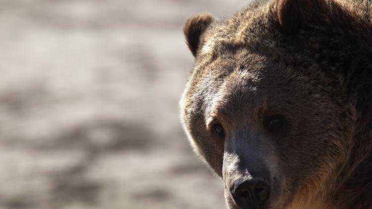 Gov. Little threatens to sue federal government over failure to remove grizzlies from endangered species list