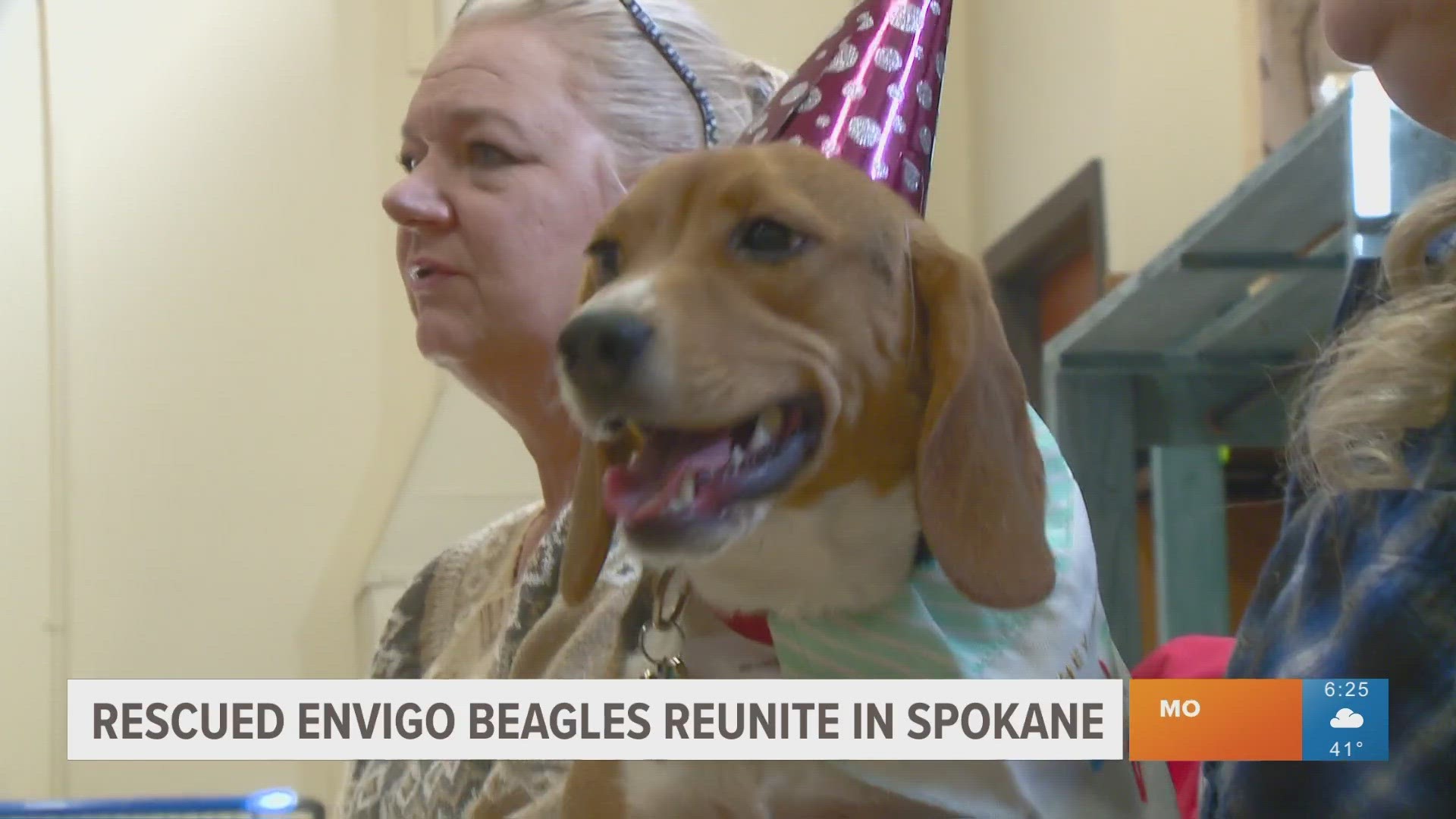 Beagles rescued from a breeding facility one year ago reunite to celebrate their birthdays.