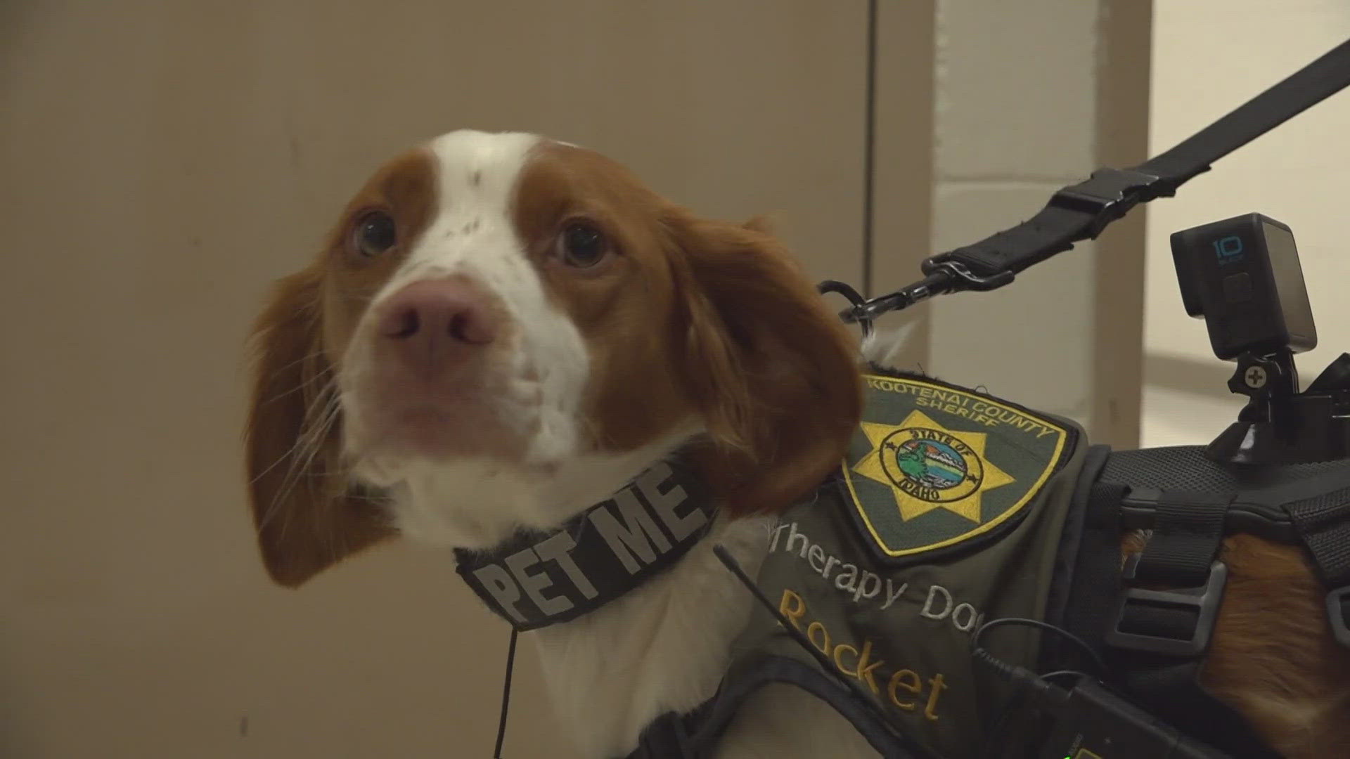 Rocket, Kootenai County's therapy dog, supports first responders and families during crises. Now, he's up for a national therapy dog award.