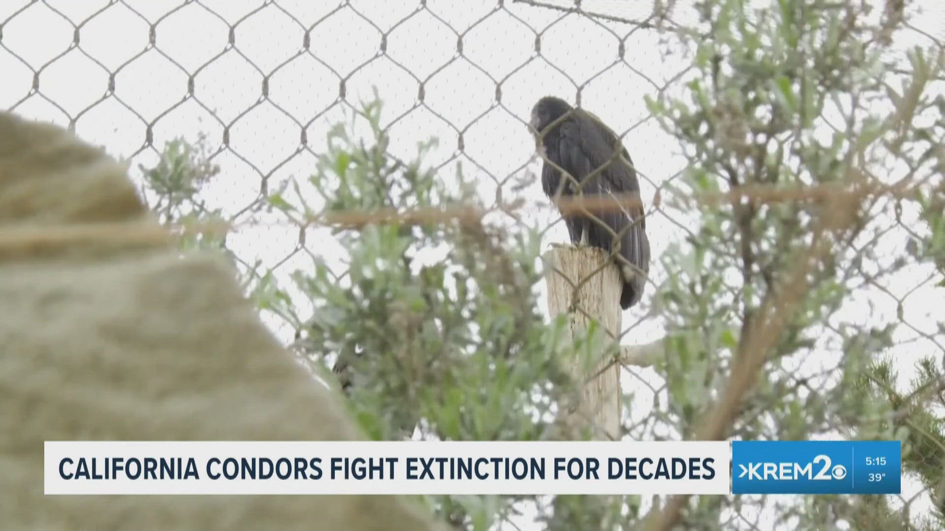 Environment Northwest: California condors fight extinction for decades ...