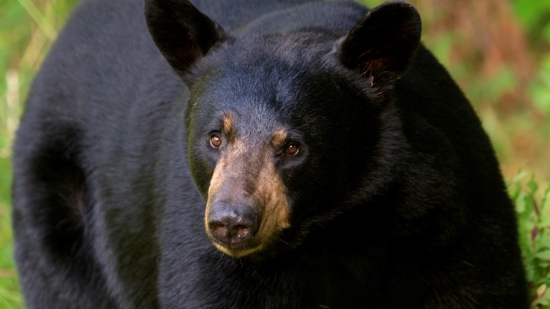 The Washington Department of Fish and Wildlife said the decision to euthanize the bear was made for public safety.