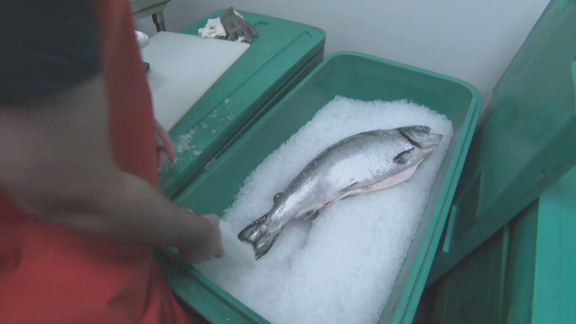 Fresh Fish Inflation High gas prices are causing Seafood prices to skyrocket | krem.com
