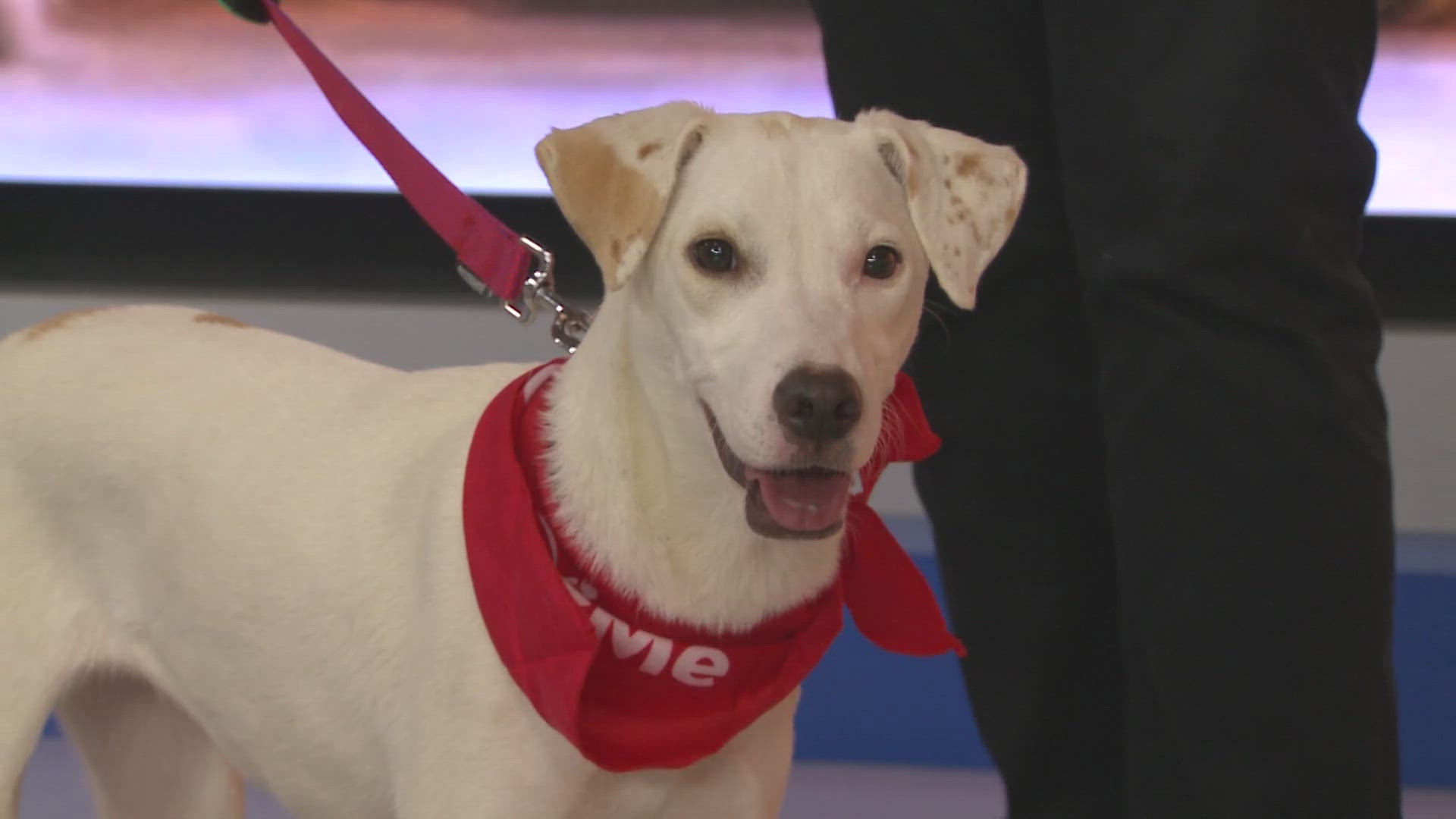 Artemis is one year old and is available through SpokAnimal at the PetSmart on the South Hill in Spokane.