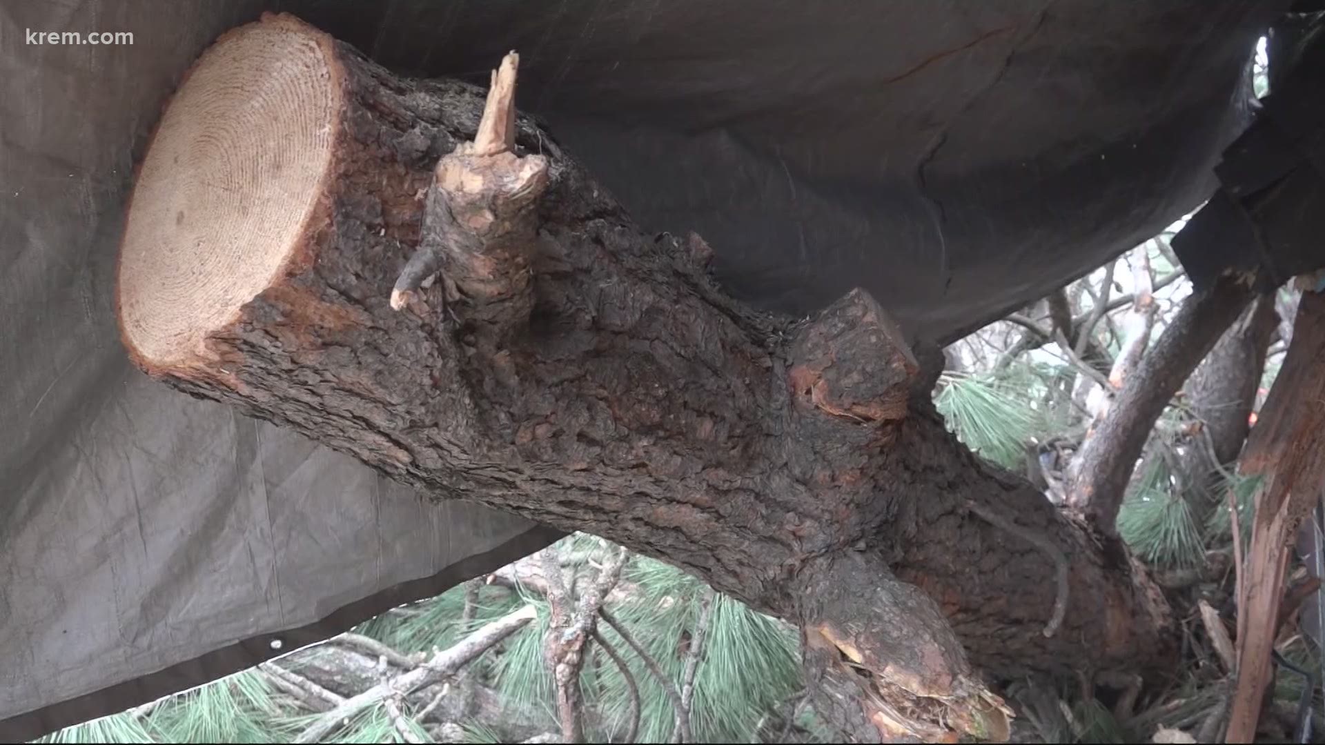 Boy OK after tree falls on him in Coeur d'Alene and more KREM 2 News headlines at 6 p.m. on January 15, 2021.