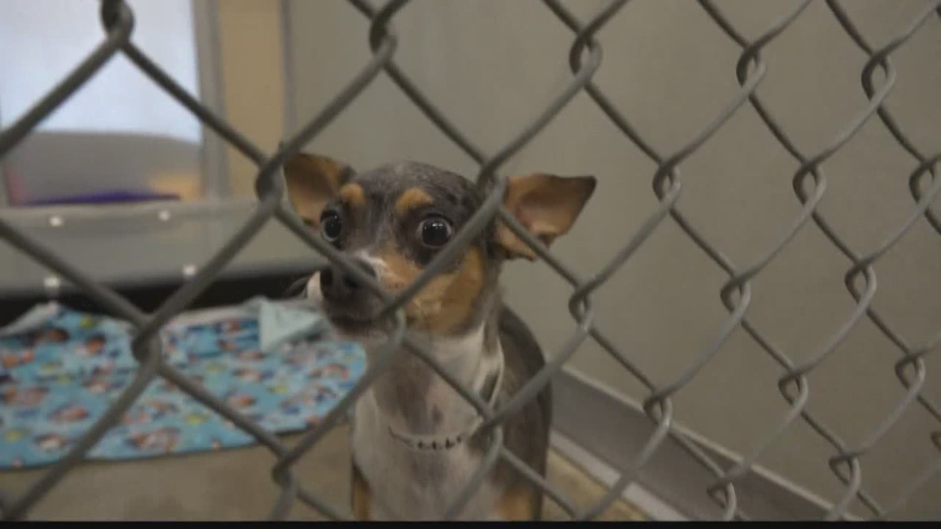 KREM 2's Amanda Roley goes to local animal shelters to see what they are doing to prepare for the influx of animals from Texas.