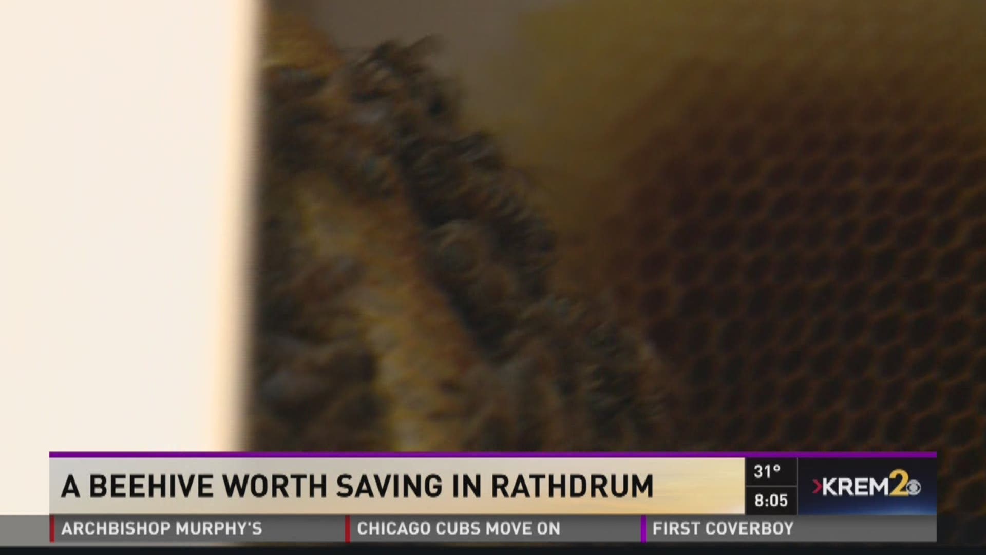 A beehive worth saving in Rathdrum