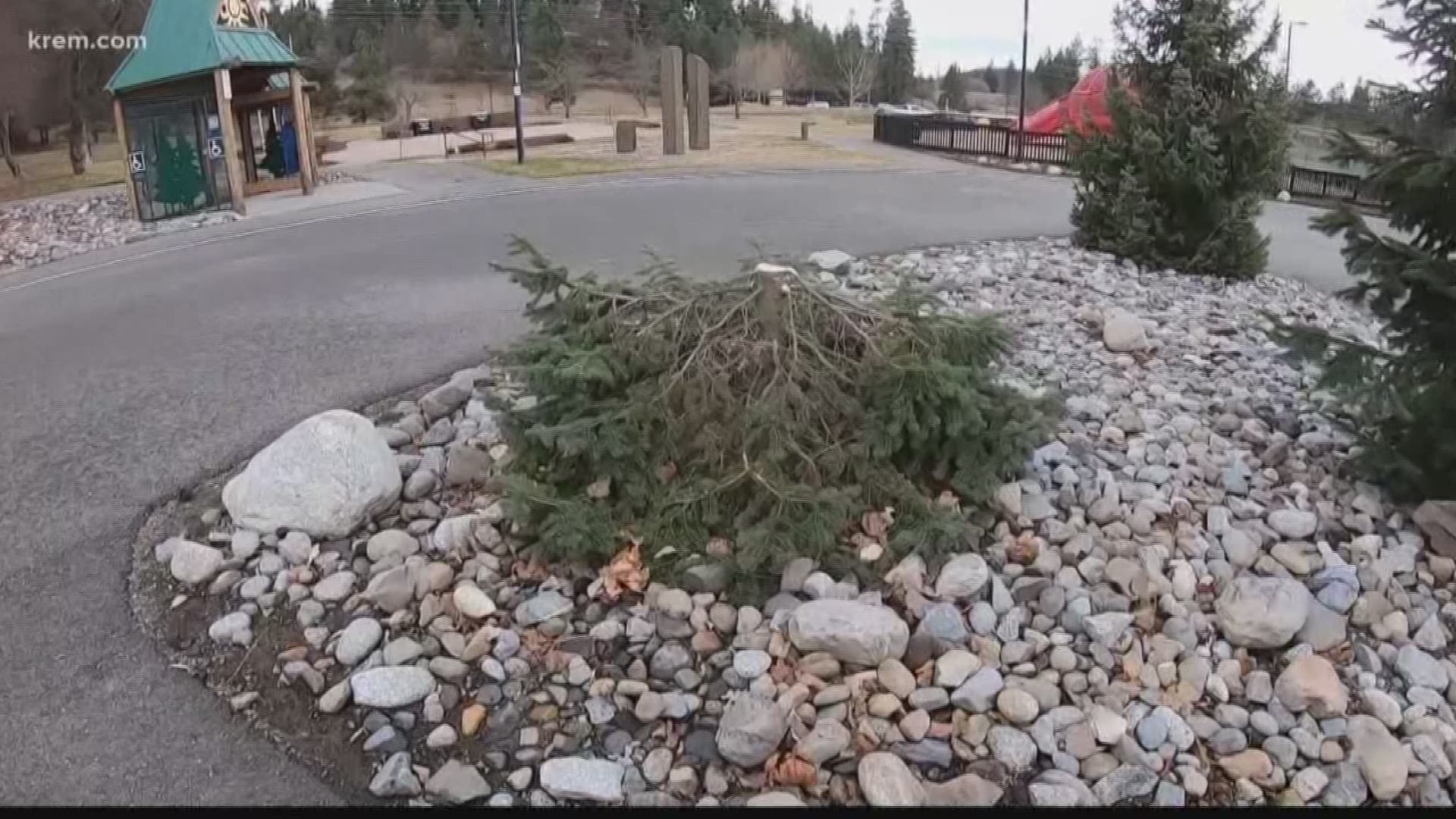 Someone stole a tree worth $2,000 from Coeur d'Alene's Cherry Hill Park. Fortunately, a resident with the same type of trees is offering to donate one to the city.