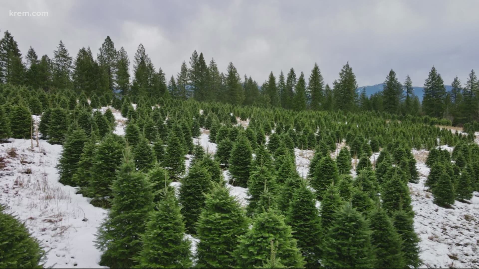 While most local Christmas tree farms are struggling to keep up with demand this year, the owners of Camden Ranch say they have plenty for customers.