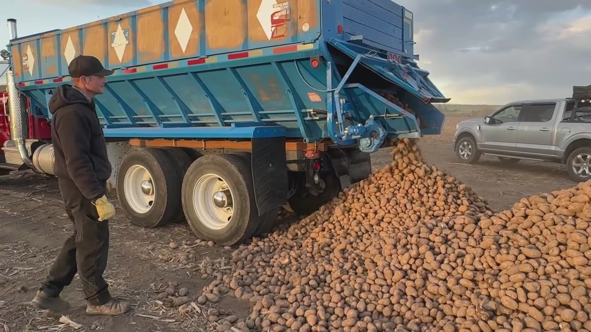 The Spokane Hutterite Brethren colony is sharing 250 tons of free potatoes with their neighbors for free.