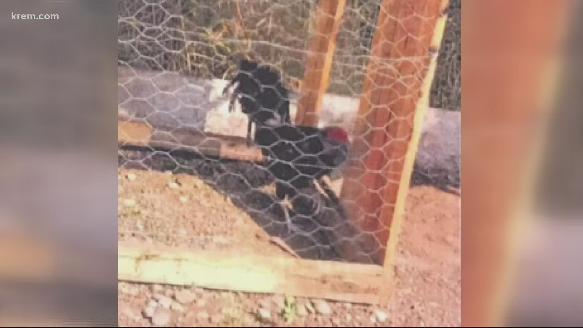 Several roosters were missing combs and wattles and some had their spurs cut, court documents say.