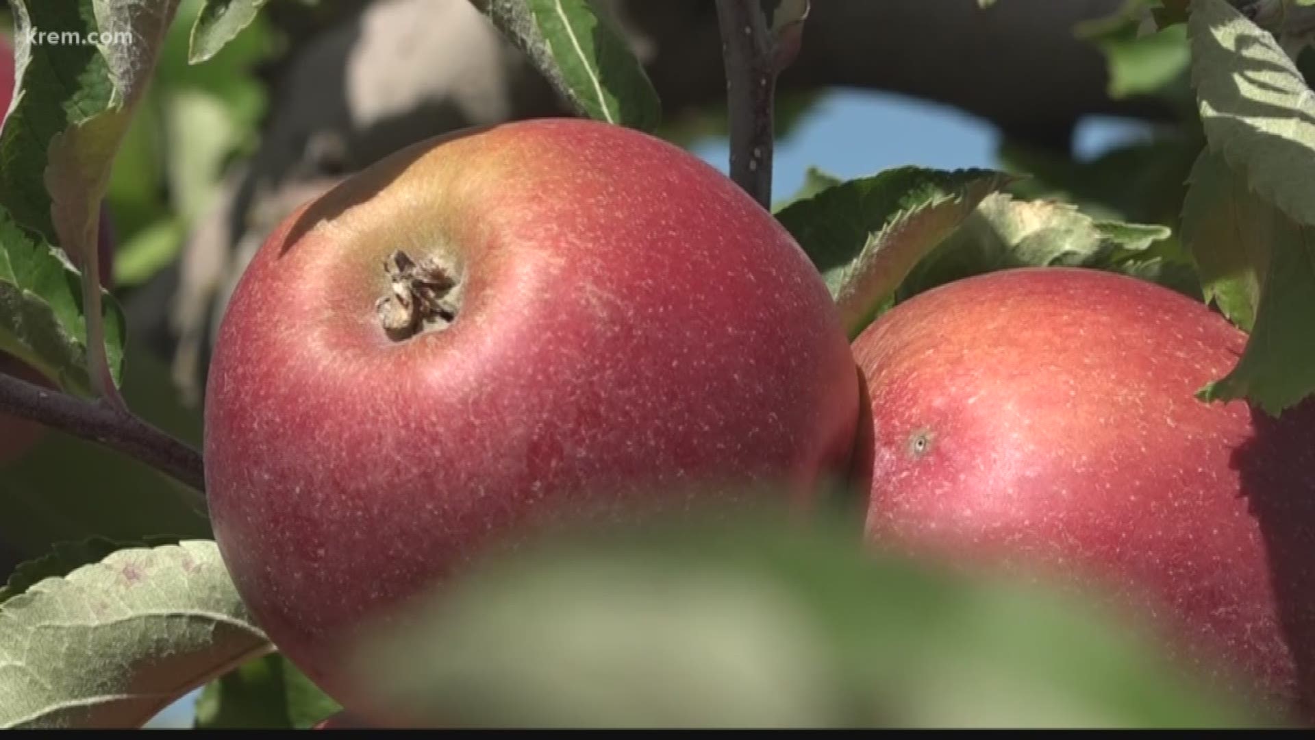 A Winter Storm Warning was issued for the Inland Northwest, and farmers who have yet to harvest are concerned about the wet weather affecting their crops.