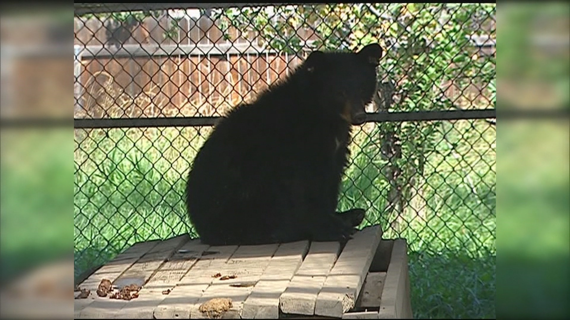 Bear Cub Found Shot To Death Near Chewelah Reward Offered For Suspect
