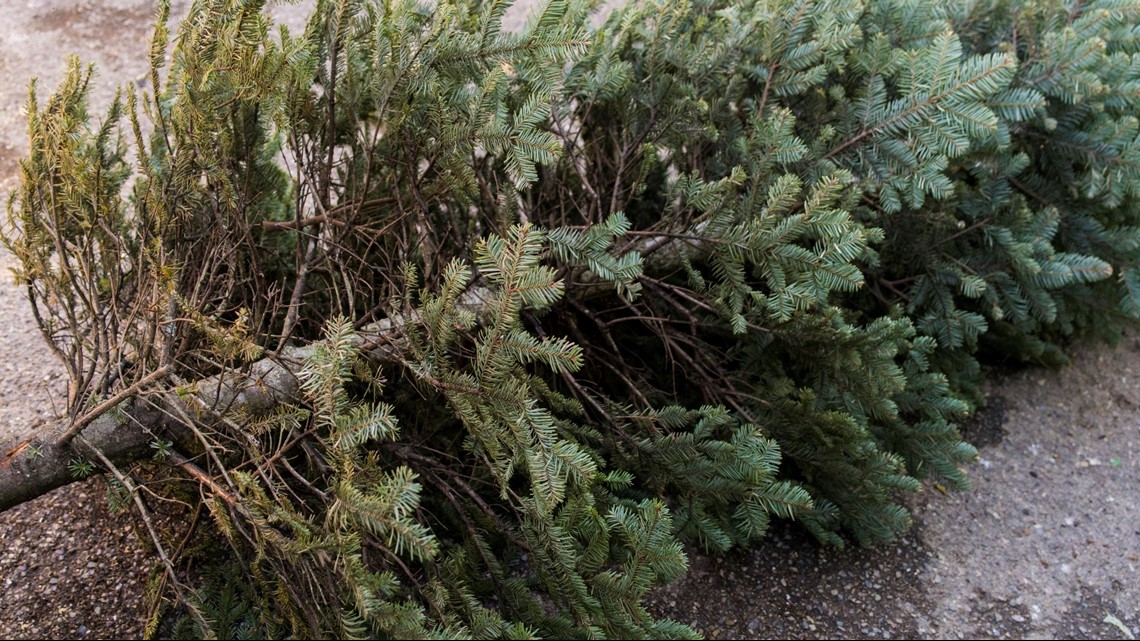 Spokane offers free curbside Christmas tree disposal this week