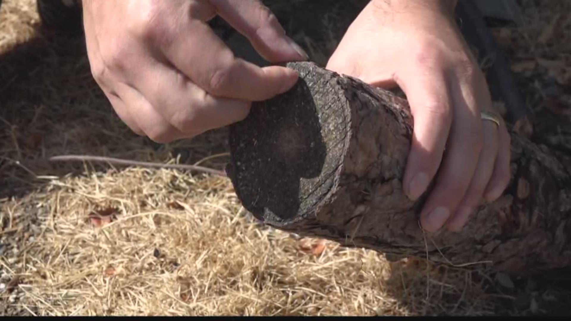 VERIFY Will the rain be enough to extinguish wildfires burning across