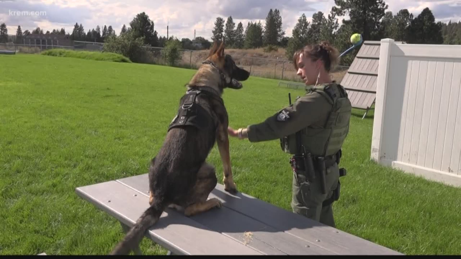 SCSO adds two new K9s to unit