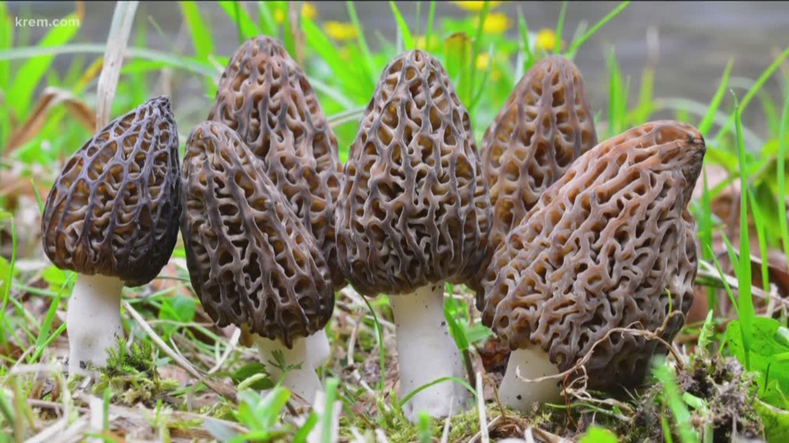It's Black Morel Mushroom season, so we went hunting for them