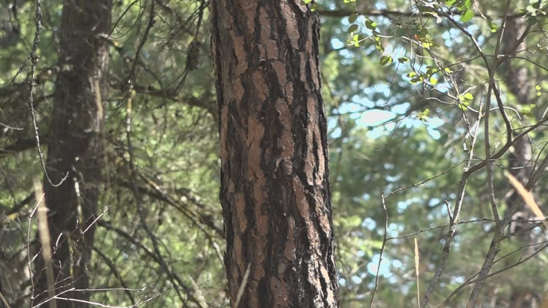 Thinning trees keeps fires low, which makes it easier for firefighters to contain the fire. About 2,500 acres are going to be treated within the next five years.